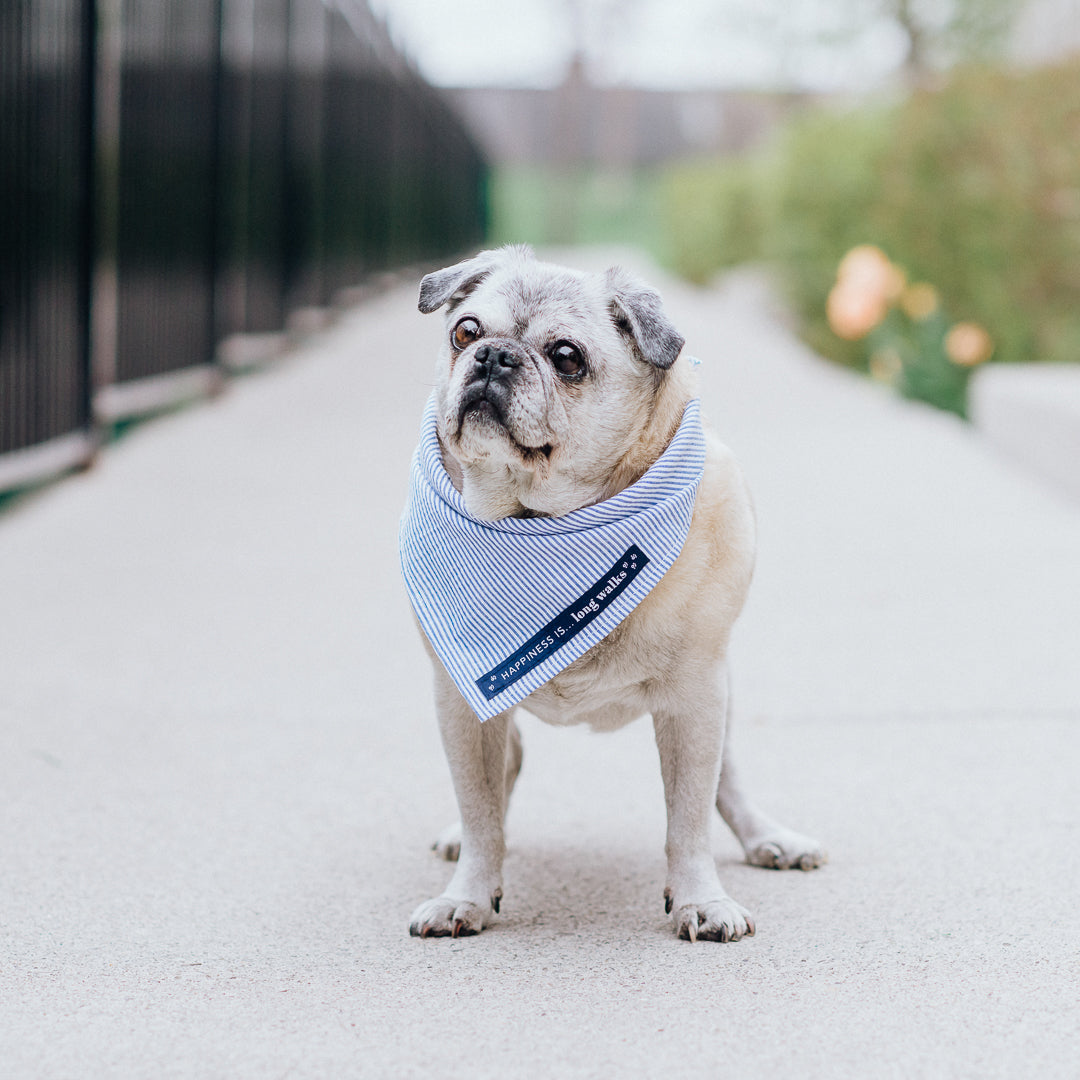 My happy friend dog 2024 collar